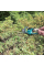 Сетевой кусторез Makita UH6580